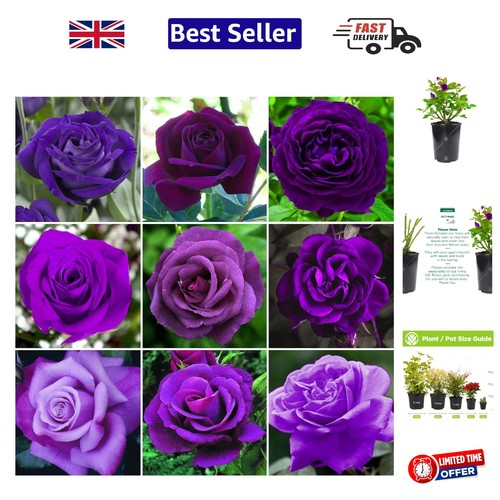 Outdoor climbing rose bush - climbing,