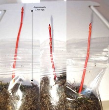 3 x Japanese Maple Acer Coral Bark / Senkaki Bonsai Starter Seedlings