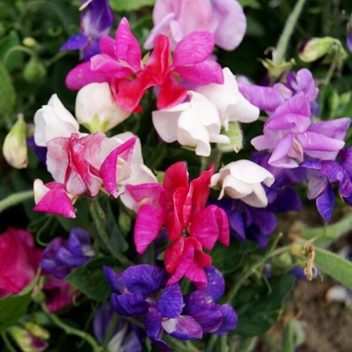 Dwarf knee high sweet - knee, pea