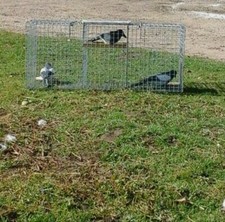 Double top entry larson - double, trap