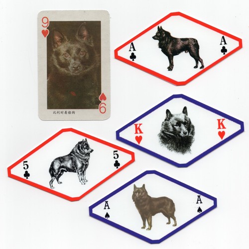Schipperke collection - schipperke,