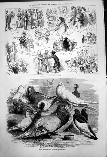 Old prize pigeons - prize, alexandra