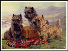 CAIRN TERRIER DOG ART PRINT