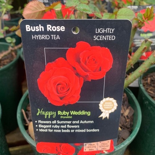 Potted litre hybrid tea - 2,