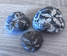 3 x Micraster echinoid fossils