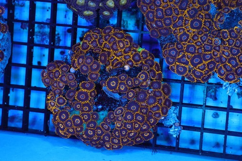 Zoanthid rock colony wysiwyg - colony,