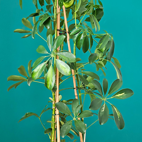 Schefflera umbrella plant - schefflera,