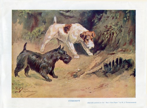Sottish terrier scottie - terrier,