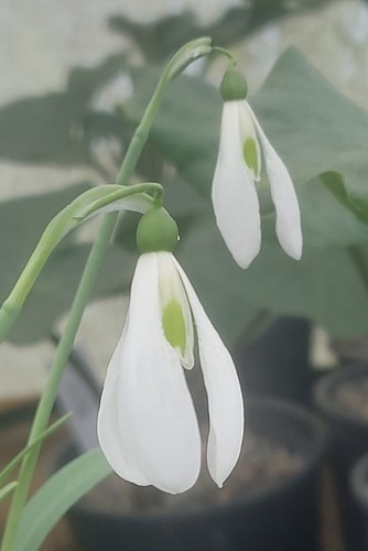 Galanthus elsa grollenberg - galanthus,