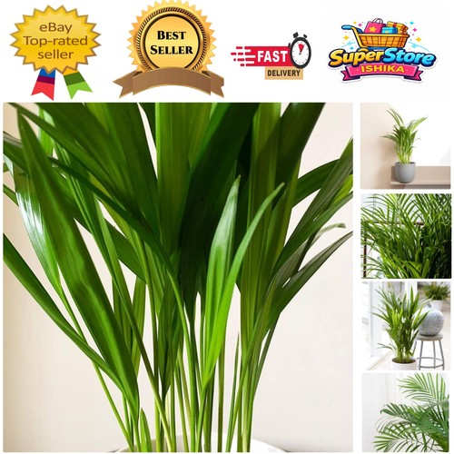 Indoor areca palm plant - indoor,