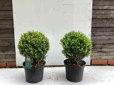 Pair Large Real topiary balls Holly Ilex Crenata Evergreen like Buxus Box 20cm.