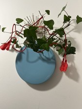 New with Box Ceramic glazed