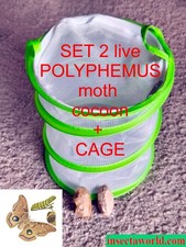 Polyphemus moth,  Antheraea