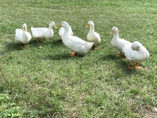 50 Fertile Pekin Duck Hatching