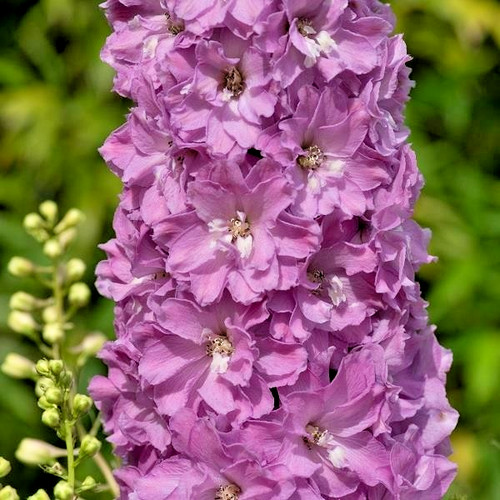 Delphinium juliette 9cm - juliette,