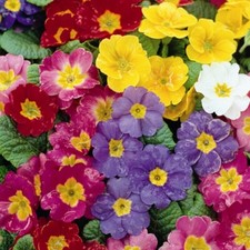 Polyanthus - Pacific Giants -