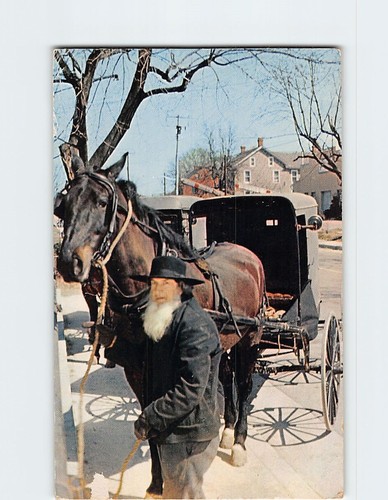 Postcard amish bishop hitches - postcard,