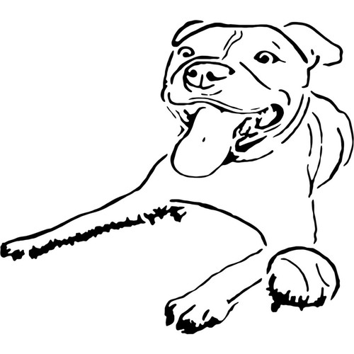 Staffordshire bull terrier - 'staffordshire, terrier'
