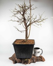 Prunus Bonsai Material –