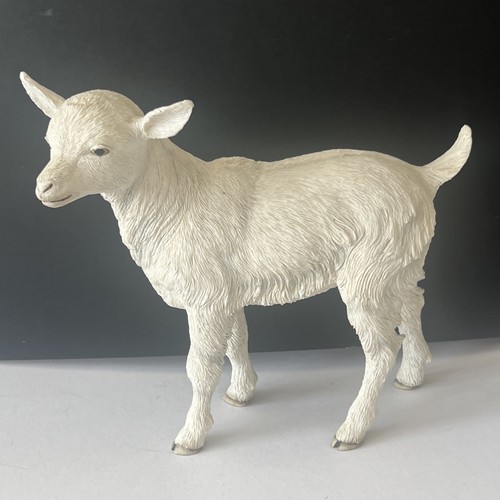 Baby goat kid - baby,