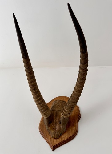 Antique mounted african - mounted,