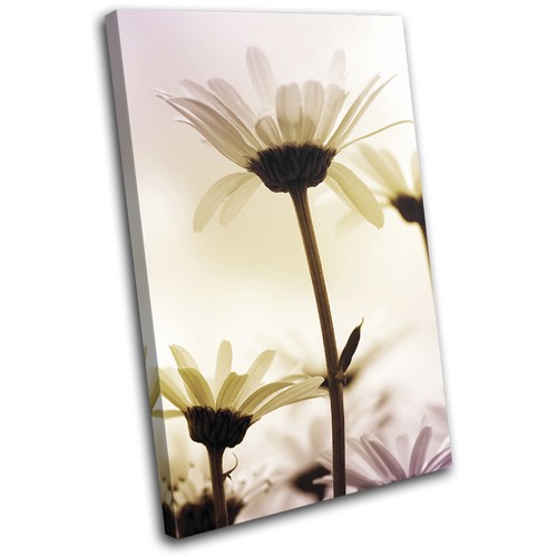 Daisies flowers daisy abstract - daisies,
