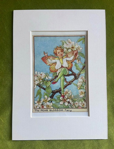 Pear blossom flower - ‘pear, blossom’