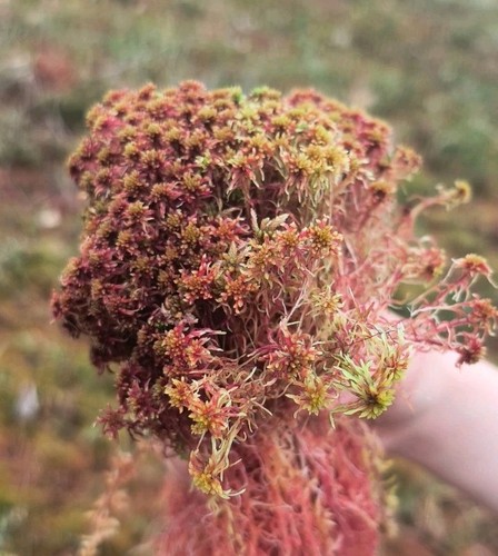 Live sphagnum moss from - live,