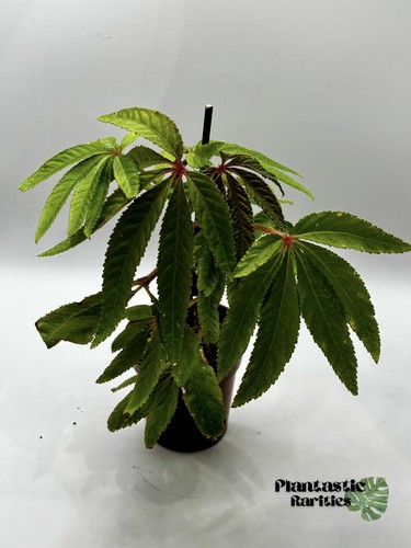 Begonia luxurians palm - begonia, tree