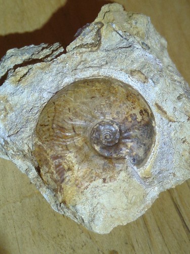 Beautiful fossil ammonite - beautiful,
