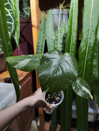 Monstera thai constellation - constellation,