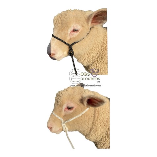 Lamb rope halter black - rope,