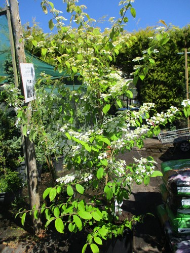 6ft inc pot japanese mountain - 6ft,