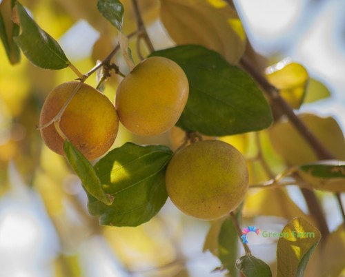 Seeds ziziphus mauritiana - 20,