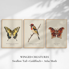 Swallowtail Butterfly, Atlas