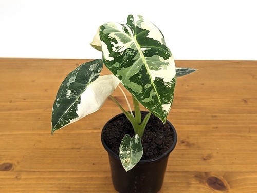 Alocasia frydek variegated - frydek,