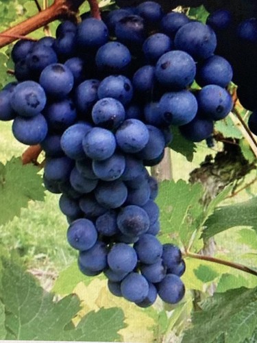 Grape blak seedless - grape,