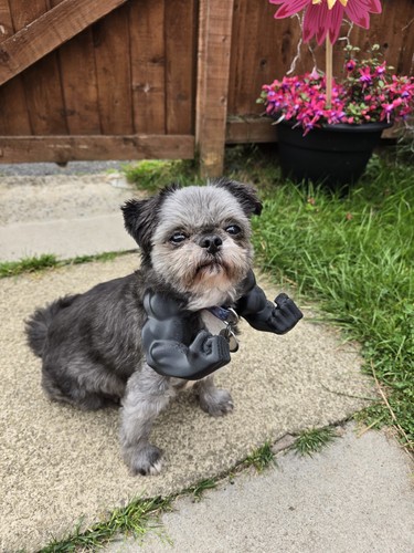 Pet hulk arms costume - pet, for