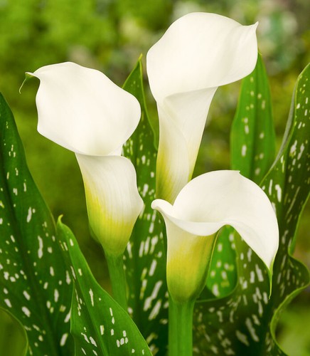 Calla lily giant bulb - calla,