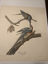 PASSENGER PIGEON COLUMBA