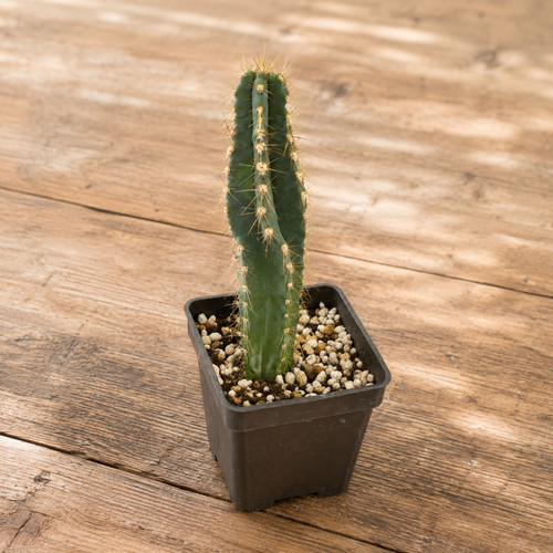 Columnar cactus live plant - columnar,