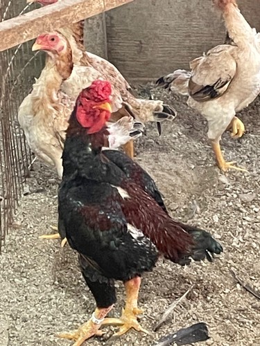 Shamo bantam eggs very - ko,