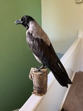 Taxidermy Hooded Crow. This Is
