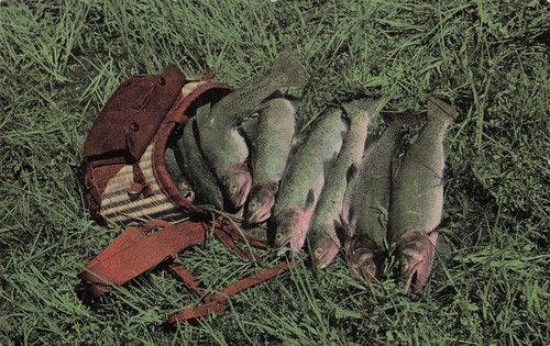 Trout fishing fish fly - fly, rod