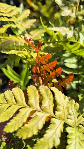 Dryopteris erthrosa brilliance - dryopteris,