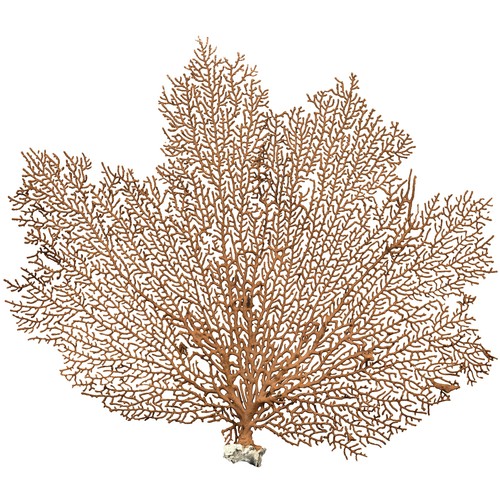 Sea fan coral - fan,