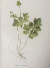 Antique Print c1900 –