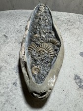 Calcite Ammonites In