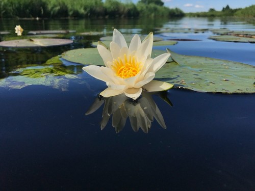 Nymphaea pygmaea helvola - nymphaea, helvola'
