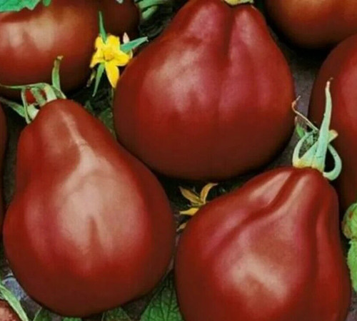 Black truffle tomato seeds - black, 50+